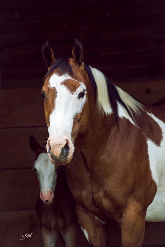 Cheval du Centre Équestre de Condrieu